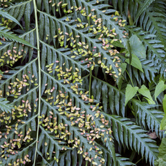 Woodwardia prolifera