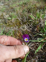 Bracteolatae