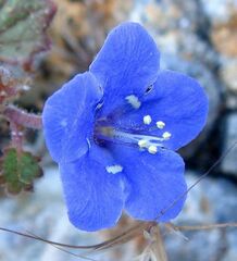 Phacelia campanularia campanularia