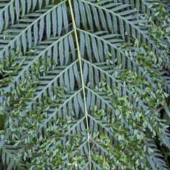 Woodwardia prolifera