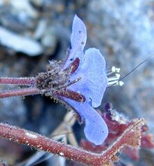 Phacelia campanularia campanularia