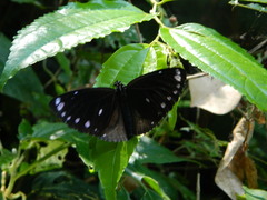 Euploea tulliolus