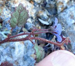 Phacelia campanularia campanularia