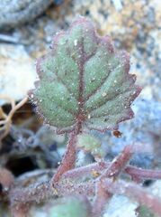 Phacelia campanularia campanularia