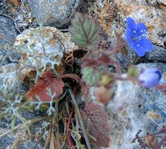 Phacelia campanularia campanularia