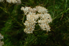 Cassinia aculeata