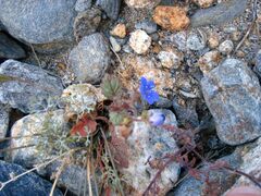 Phacelia campanularia campanularia