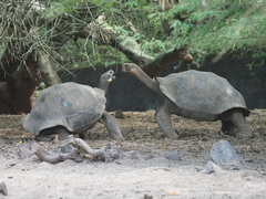 Chelonoidis niger
