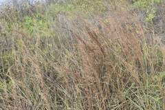 Schizachyrium littorale
