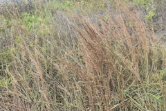 Schizachyrium littorale