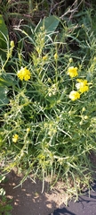 Senecio glaucus