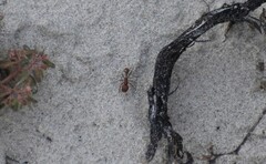 Pogonomyrmex comanche