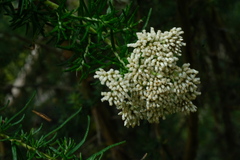 Cassinia aculeata