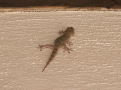 Tarentola delalandii