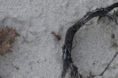 Pogonomyrmex comanche