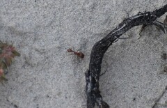 Pogonomyrmex comanche