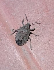 Brochymena quadripustulata