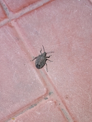 Brochymena quadripustulata
