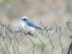 Elminia albicauda