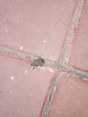 Brochymena quadripustulata