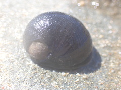 Nerita atramentosa