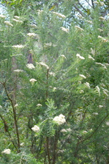 Cassinia aculeata
