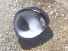 Nerita atramentosa