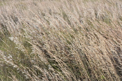 Schizachyrium littorale
