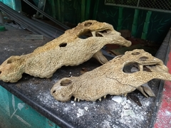Crocodylia