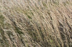 Schizachyrium littorale