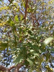 Azadirachta indica