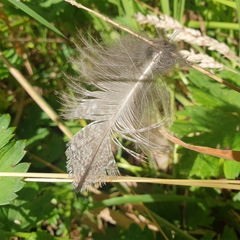 Podargus strigoides