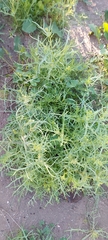 Senecio glaucus