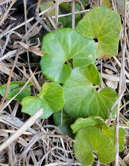 Calystegia soldanella
