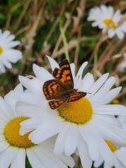 Lycaena