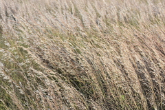 Schizachyrium littorale