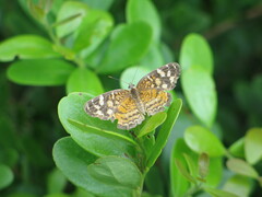 Anthanassa frisia
