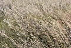 Schizachyrium littorale