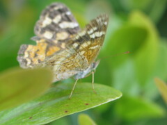 Anthanassa frisia