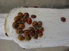 Galerucella calmariensis