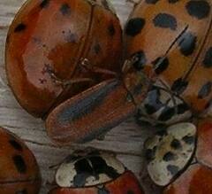 Galerucella calmariensis