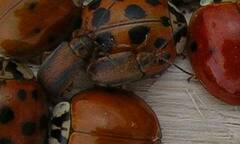 Galerucella calmariensis