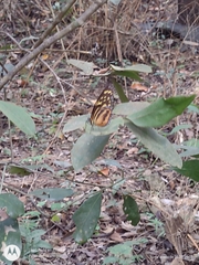 Tithorea harmonia salvadoris