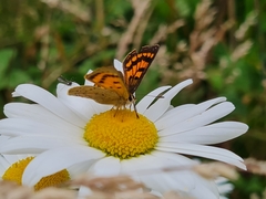 Lycaena