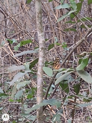 Tithorea harmonia salvadoris