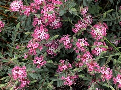 Pimelea alpina