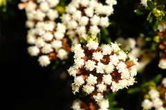 Ozothamnus