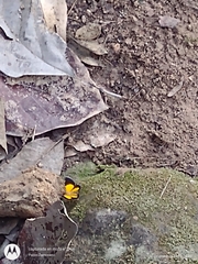 Heterusia