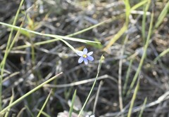 Sisyrinchium biforme