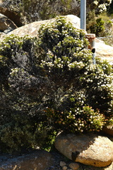 Ozothamnus